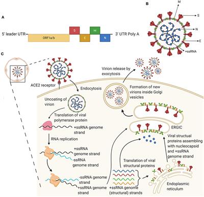 The Long Road Toward <mark class="highlighted">COVID</mark>-19 Herd Immunity: Vaccine Platform Technologies and Mass Immunization Strategies